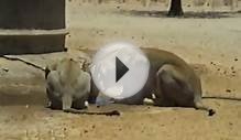 Lion Attacks Car Driver For Nearly Driving Over It.